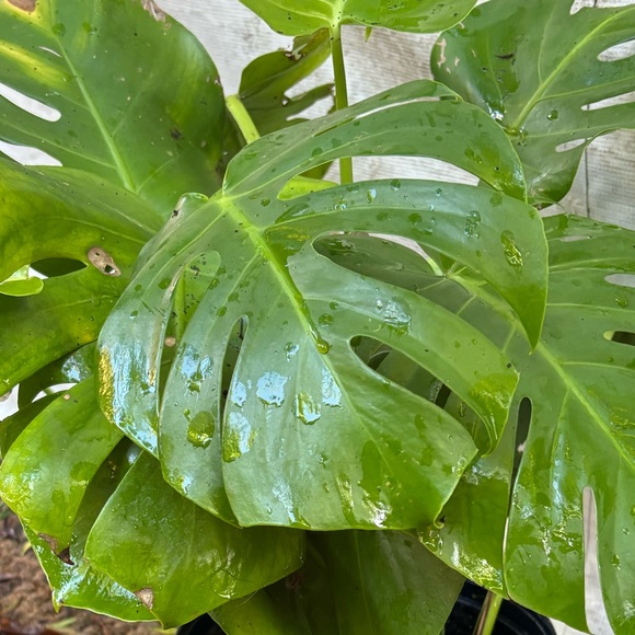 plantlady808